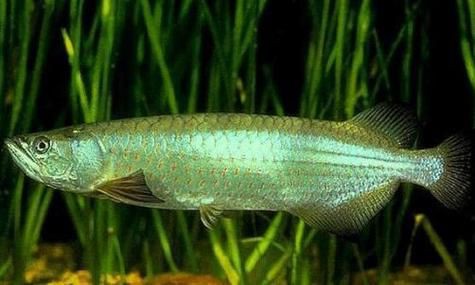 星點龍魚長大后圖片【星點龍魚：星點vs珍珠，誰是小“攻”】 星點龍魚長大后圖片【星點龍魚：星點vs珍珠，誰是小“攻”】 龍魚百科 第9張