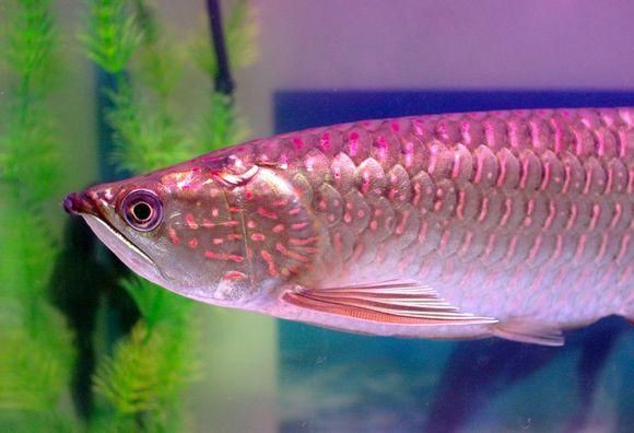 星點龍魚長大后圖片【星點龍魚：星點vs珍珠，誰是小“攻”】 星點龍魚長大后圖片【星點龍魚：星點vs珍珠，誰是小“攻”】 龍魚百科 第15張
