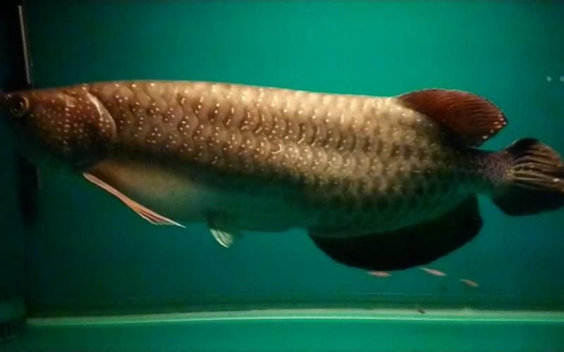 星點龍魚長大后圖片【星點龍魚：星點vs珍珠，誰是小“攻”】 星點龍魚長大后圖片【星點龍魚：星點vs珍珠，誰是小“攻”】 龍魚百科 第8張