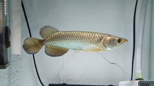 星點龍魚長大后圖片【星點龍魚：星點vs珍珠，誰是小“攻”】 星點龍魚長大后圖片【星點龍魚：星點vs珍珠，誰是小“攻”】 龍魚百科 第6張