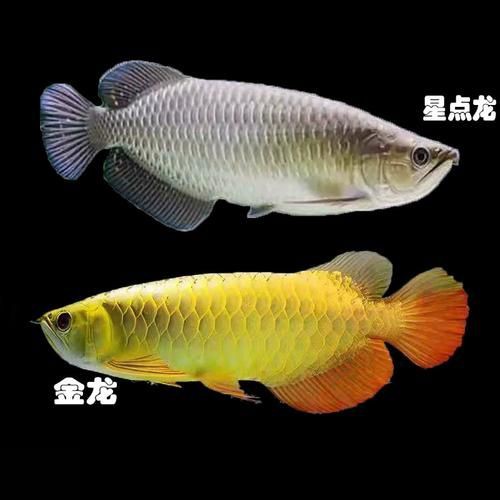 星點龍魚長大后圖片【星點龍魚：星點vs珍珠，誰是小“攻”】 星點龍魚長大后圖片【星點龍魚：星點vs珍珠，誰是小“攻”】 龍魚百科 第17張