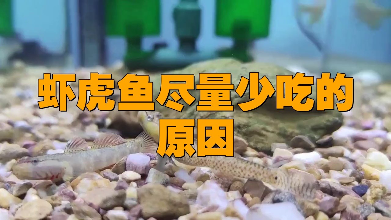 淡水蝦虎魚為何盡量少吃【淡水蝦虎魚盡量少吃】