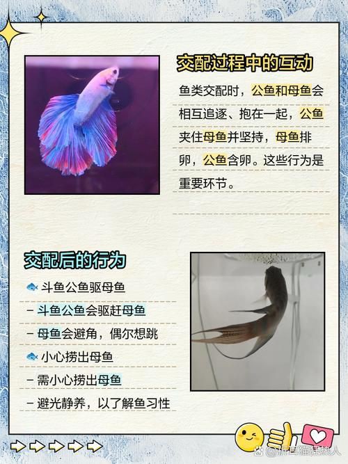 魚交尾原理示意圖【魚交尾原理示意圖生動展現了魚類繁殖過程中關鍵行為】