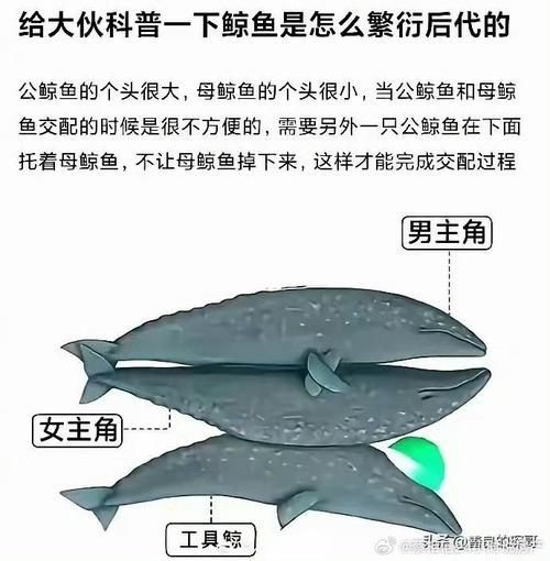 魚交尾原理示意圖【魚交尾原理示意圖生動展現了魚類繁殖過程中關鍵行為】