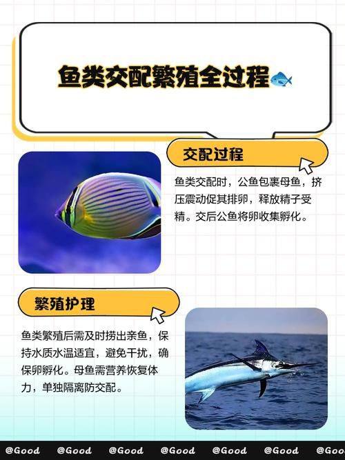 魚交尾原理示意圖【魚交尾原理示意圖生動展現了魚類繁殖過程中關鍵行為】