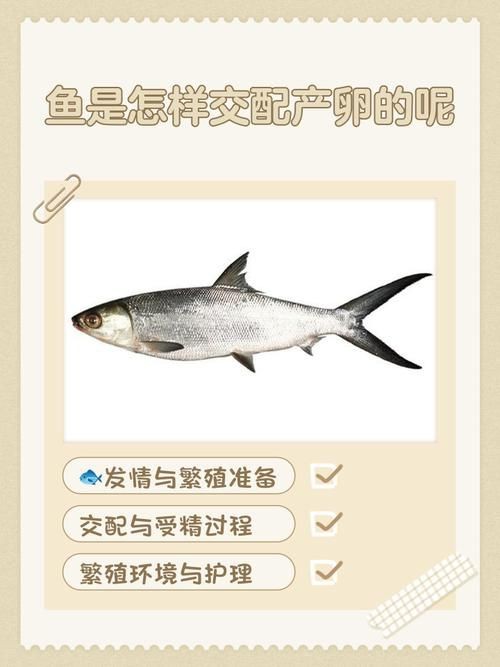 魚交尾原理示意圖【魚交尾原理示意圖生動展現了魚類繁殖過程中關鍵行為】