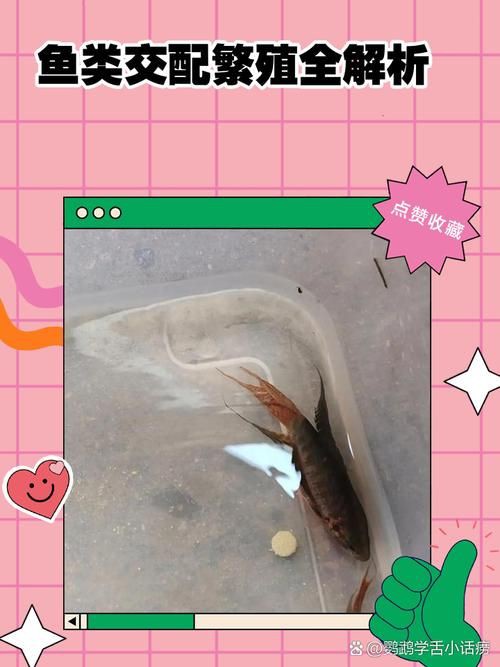 魚交尾原理示意圖【魚交尾原理示意圖生動展現了魚類繁殖過程中關鍵行為】