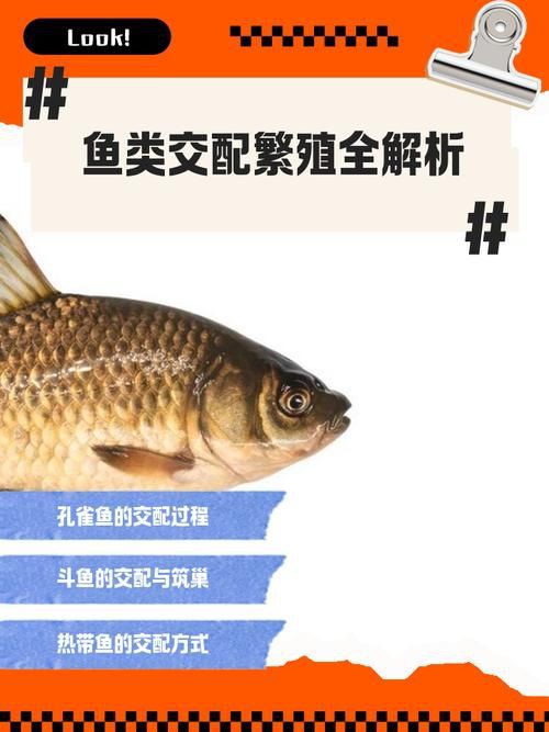 魚交尾原理示意圖【魚交尾原理示意圖生動展現了魚類繁殖過程中關鍵行為】