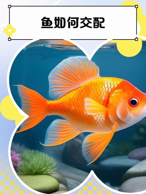 魚交尾原理示意圖【魚交尾原理示意圖生動展現了魚類繁殖過程中關鍵行為】