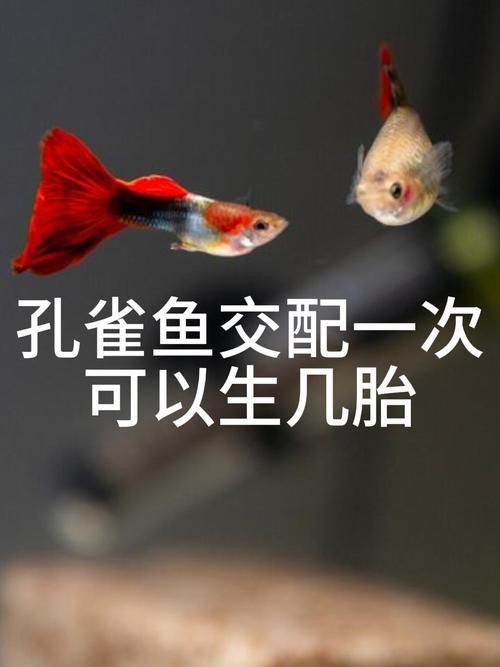 魚交尾原理示意圖【魚交尾原理示意圖生動展現了魚類繁殖過程中關鍵行為】