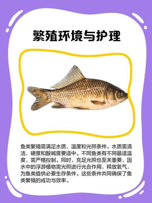 魚交尾原理示意圖【魚交尾原理示意圖生動展現了魚類繁殖過程中關鍵行為】