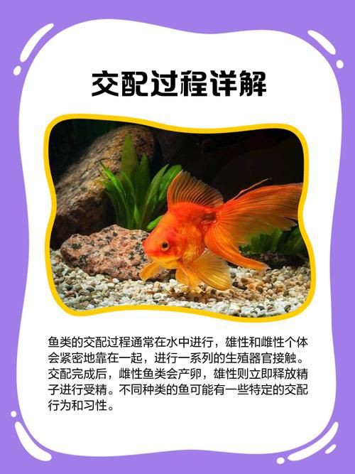 魚交尾原理示意圖【魚交尾原理示意圖生動展現了魚類繁殖過程中關鍵行為】