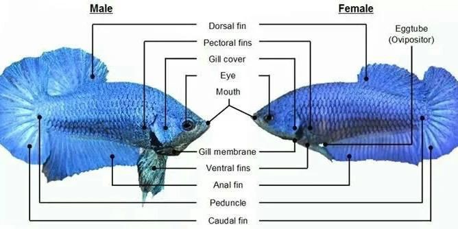 魚交尾原理示意圖【魚交尾原理示意圖生動展現了魚類繁殖過程中關鍵行為】
