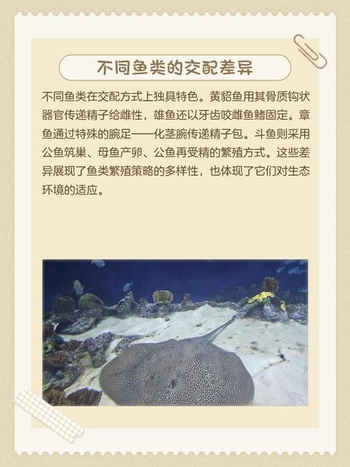 魚交尾原理示意圖【魚交尾原理示意圖生動展現了魚類繁殖過程中關鍵行為】