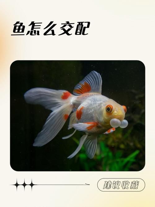 魚交尾原理示意圖【魚交尾原理示意圖生動展現了魚類繁殖過程中關鍵行為】