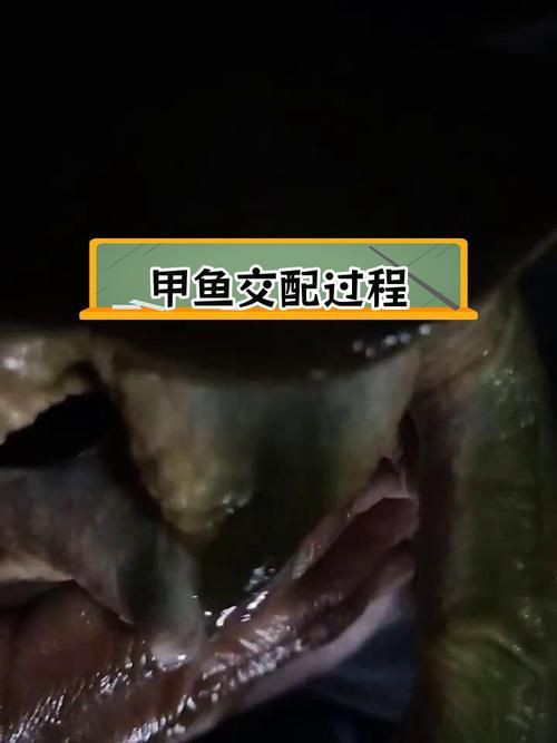 魚交尾原理示意圖【魚交尾原理示意圖生動展現了魚類繁殖過程中關鍵行為】