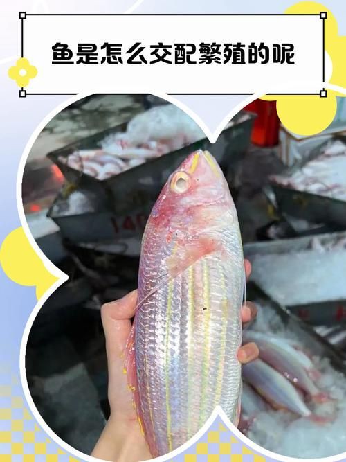 魚交尾原理示意圖【魚交尾原理示意圖生動展現了魚類繁殖過程中關鍵行為】