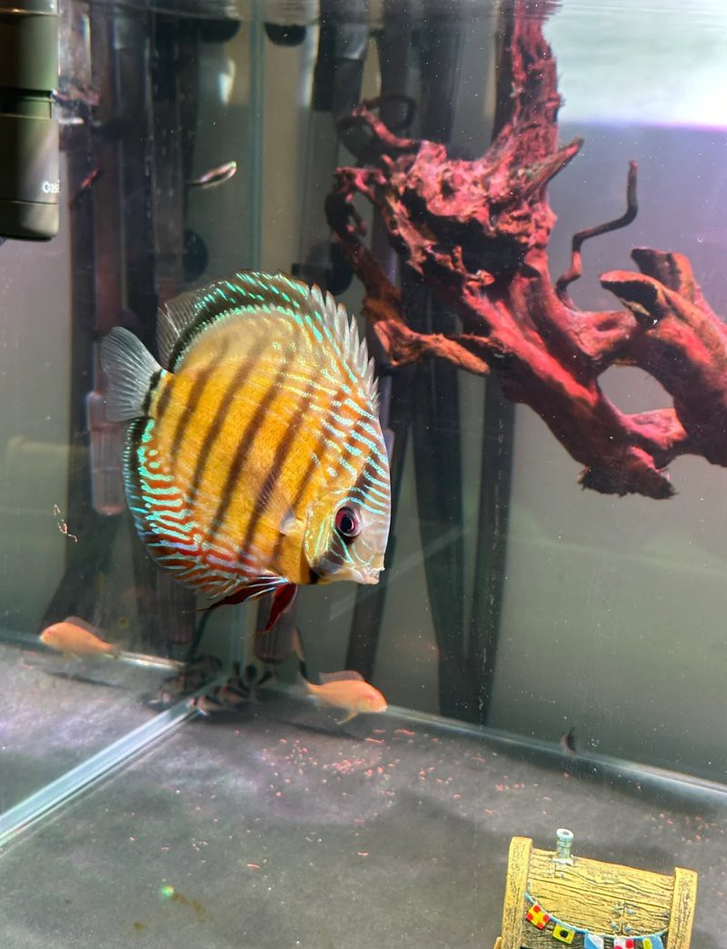 七彩魚價格表大全【七彩魚市場價格全解析】