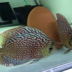 七彩魚價格表大全【七彩魚市場價格全解析】