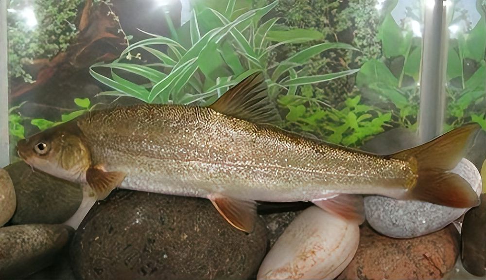 世界十大最貴淡水魚【全球十大最貴淡水魚】 世界十大最貴淡水魚【全球十大最貴淡水魚】 龍魚論壇 第2張