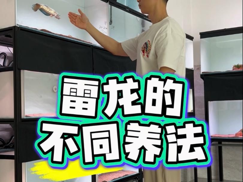 雷龍魚養(yǎng)一只還是一對【雷龍魚一缸能養(yǎng)幾條愛寵顧問】 雷龍魚養(yǎng)一只還是一對【雷龍魚一缸能養(yǎng)幾條愛寵顧問】 龍魚百科 第4張