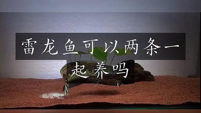 雷龍魚養(yǎng)一只還是一對【雷龍魚一缸能養(yǎng)幾條愛寵顧問】 雷龍魚養(yǎng)一只還是一對【雷龍魚一缸能養(yǎng)幾條愛寵顧問】 龍魚百科 第5張