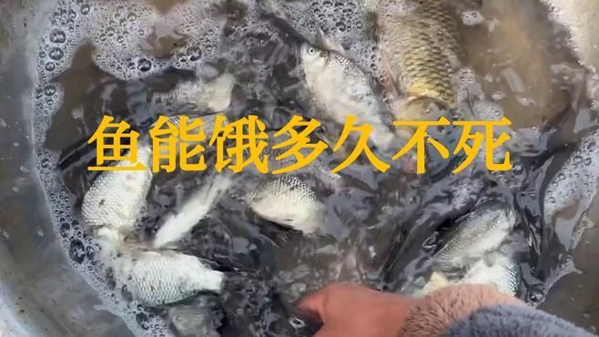 魚幾天不喂會餓死【《魚幾天不喂會餓死》不同種類的魚對饑餓的耐受程度存在差異】
