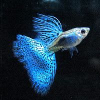 梧州魚缸維護【梧州魚缸維護全攻略】