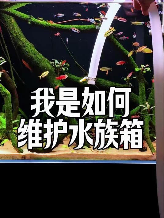 梧州魚缸維護【梧州魚缸維護全攻略】