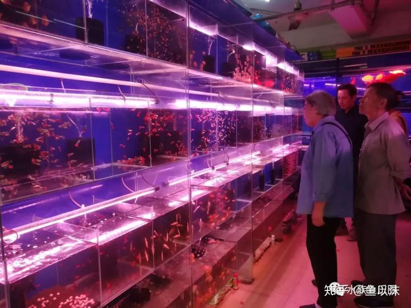 上海最大的魚缸批發市場【上海水族批發市場】 上海最大的魚缸批發市場【上海水族批發市場】 龍魚論壇 第2張
