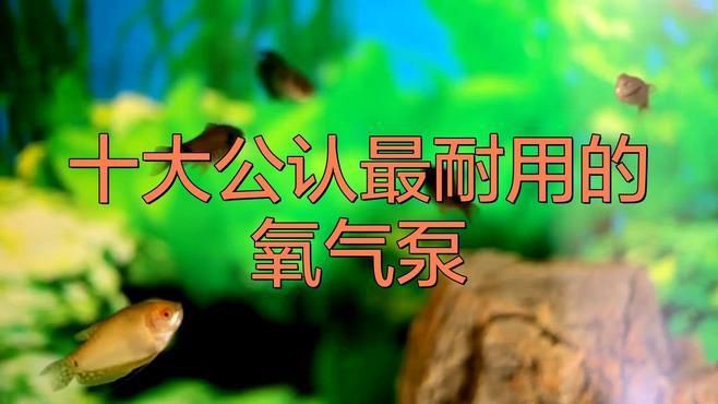 魚缸增氧泵哪個品牌好【2025年主流的魚缸增氧泵品牌】