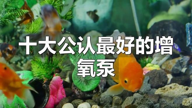 魚缸增氧泵哪個品牌好【2025年主流的魚缸增氧泵品牌】