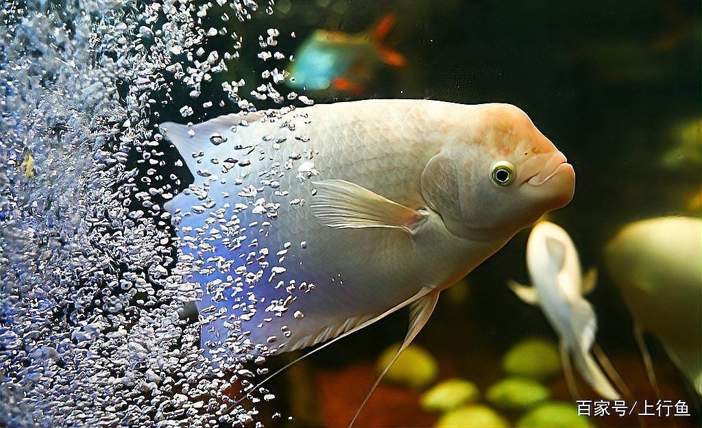 招財魚的最佳飼養(yǎng)溫度是多少【招財魚水溫多少度合適】 招財魚的最佳飼養(yǎng)溫度是多少【招財魚水溫多少度合適】 龍魚百科 第1張