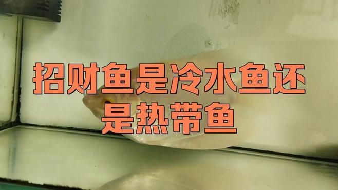招財魚的最佳飼養(yǎng)溫度是多少【招財魚水溫多少度合適】 招財魚的最佳飼養(yǎng)溫度是多少【招財魚水溫多少度合適】 龍魚百科 第6張