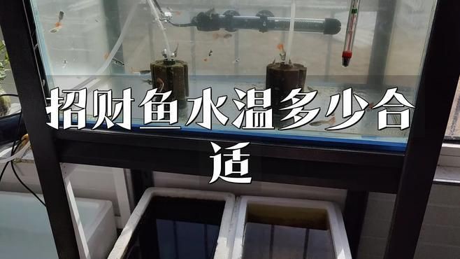 招財魚的最佳飼養(yǎng)溫度是多少【招財魚水溫多少度合適】 招財魚的最佳飼養(yǎng)溫度是多少【招財魚水溫多少度合適】 龍魚百科 第4張