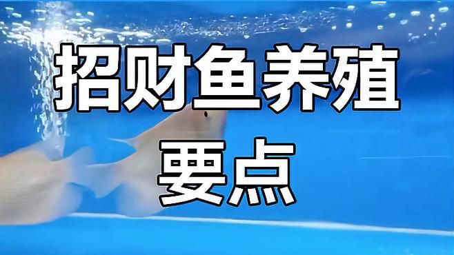 招財魚的最佳飼養(yǎng)溫度是多少【招財魚水溫多少度合適】 招財魚的最佳飼養(yǎng)溫度是多少【招財魚水溫多少度合適】 龍魚百科 第7張