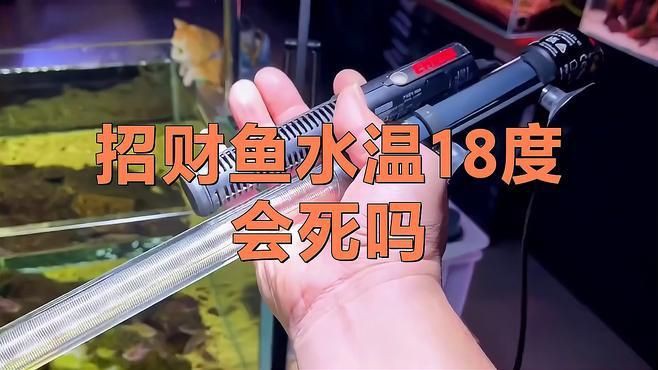 招財魚的最佳飼養(yǎng)溫度是多少【招財魚水溫多少度合適】 招財魚的最佳飼養(yǎng)溫度是多少【招財魚水溫多少度合適】 龍魚百科 第5張