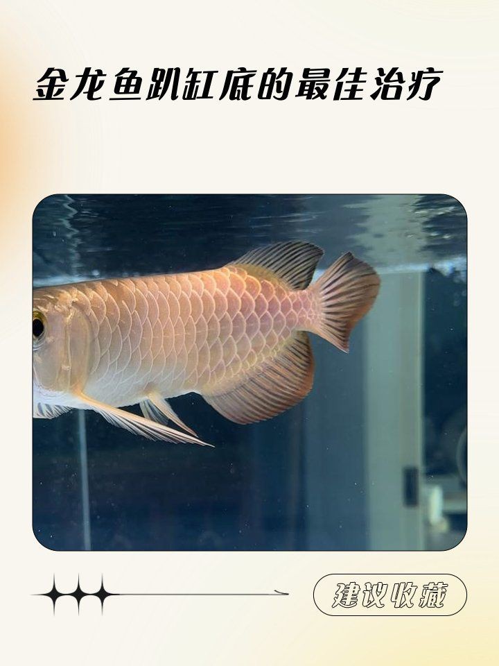 金龍魚沉缸底什么原因【金龍魚沉在缸底不愿意動是什么毛病】