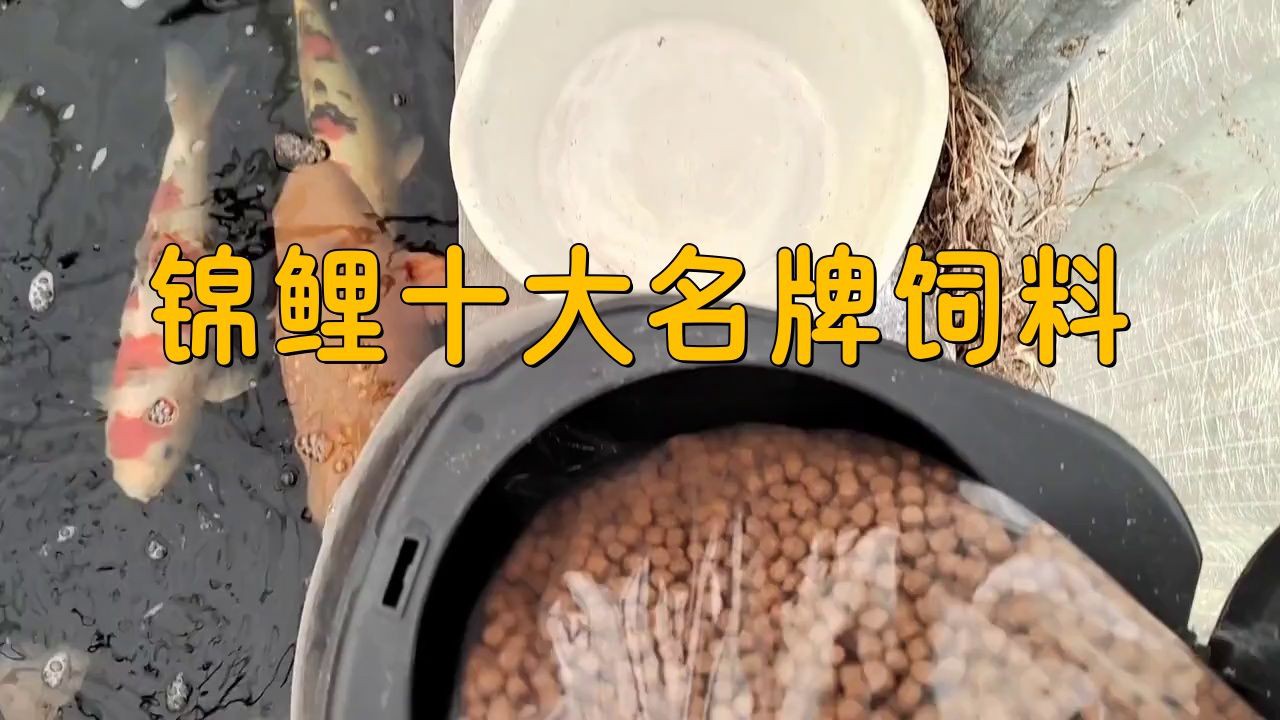 錦鯉魚糧哪個牌子的好【優質錦鯉魚糧品牌綜合推薦及選購指南(18】
