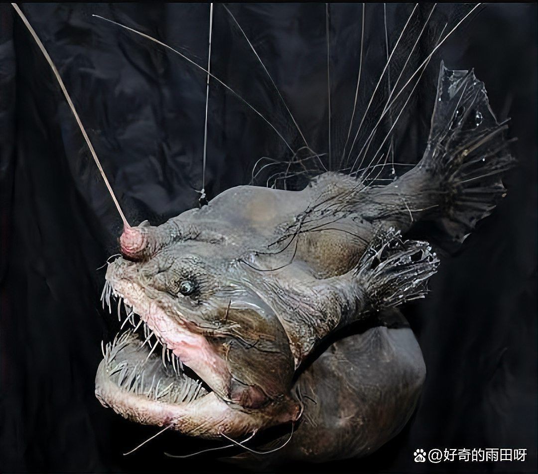 魔鬼魚會咬人嗎【佛州女子海邊戲水遭魔鬼魚襲擊“連人帶尾”急送醫】