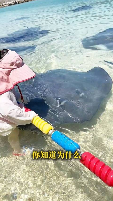 魔鬼魚會咬人嗎【佛州女子海邊戲水遭魔鬼魚襲擊“連人帶尾”急送醫】