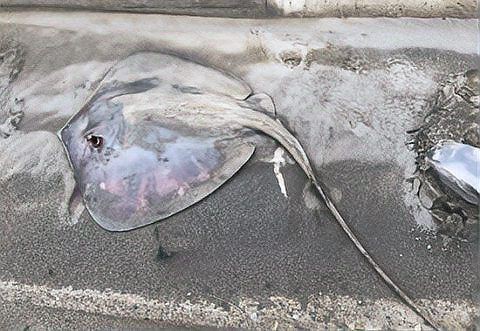 魔鬼魚會咬人嗎【佛州女子海邊戲水遭魔鬼魚襲擊“連人帶尾”急送醫】