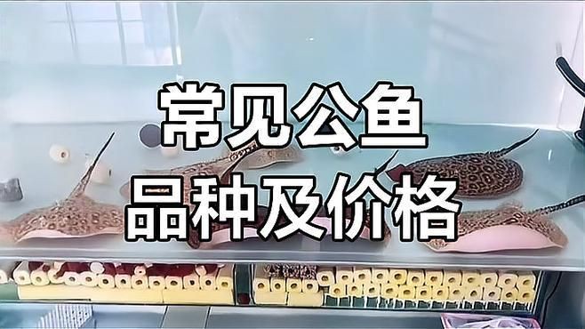 皇冠黑金魟魚價格【皇冠黑金魟魚價格大揭秘】 皇冠黑金魟魚價格【皇冠黑金魟魚價格大揭秘】 龍魚論壇 第2張
