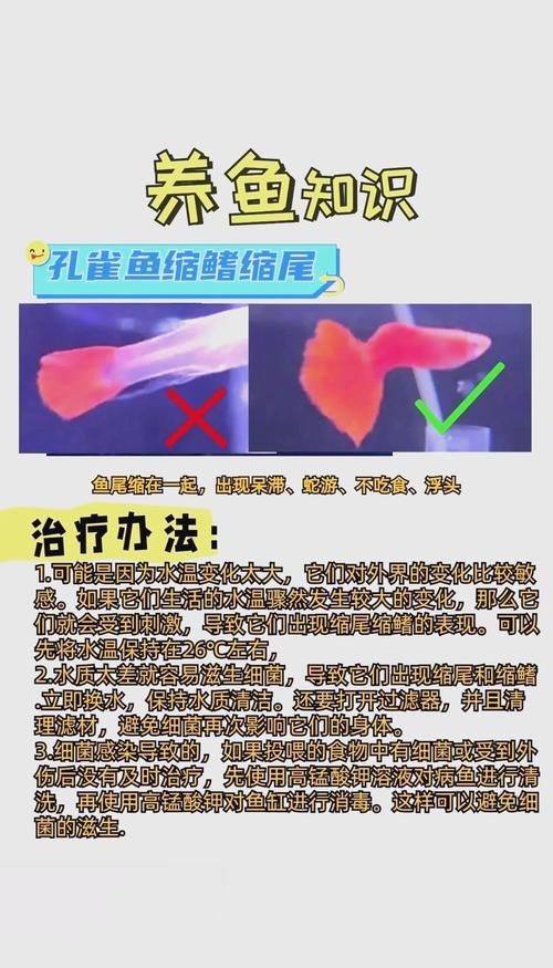 魚真菌感染的癥狀圖片【魚真菌感染是一種常見的水產疾病——鰓霉病診斷與防治措施】