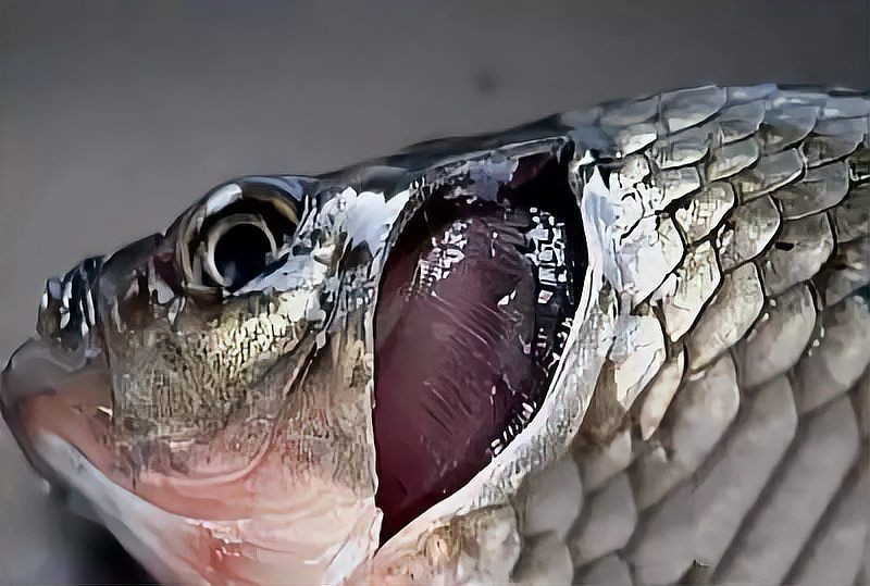 魚真菌感染的癥狀圖片【魚真菌感染是一種常見的水產疾病——鰓霉病診斷與防治措施】