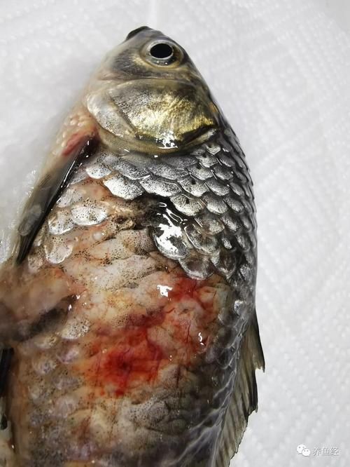 魚真菌感染的癥狀圖片【魚真菌感染是一種常見的水產疾病——鰓霉病診斷與防治措施】