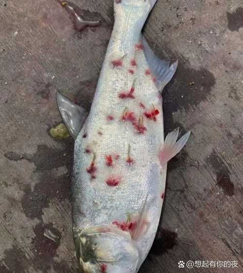 魚真菌感染的癥狀圖片【魚真菌感染是一種常見的水產疾病——鰓霉病診斷與防治措施】