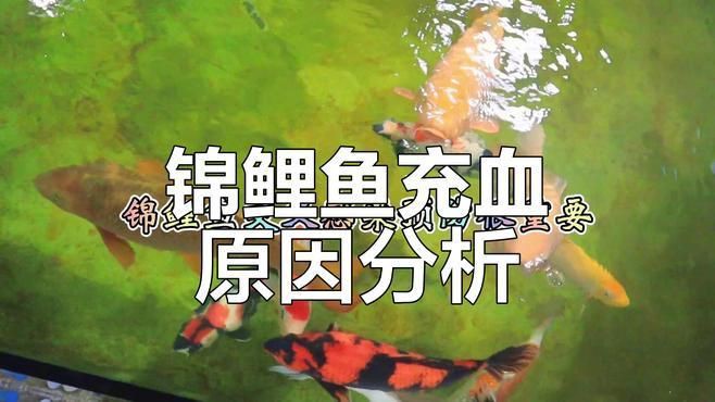 如何預防魚身上充血？【如何預防魚身上充血】 如何預防魚身上充血？【如何預防魚身上充血】 龍魚百科 第7張