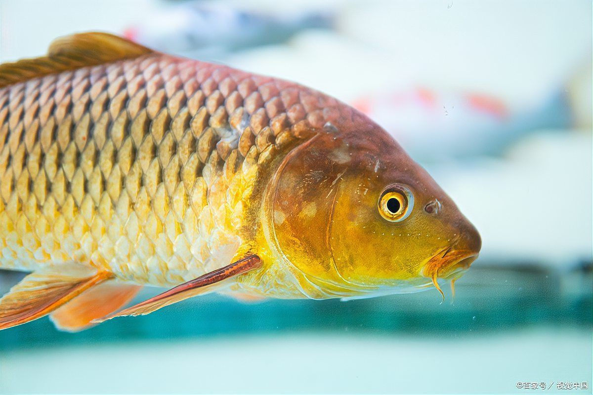 魚豎鱗病最見效的藥【哪些魚容易得豎鱗病】 龍魚百科 第1張 魚豎鱗病最見效的藥【哪些魚容易得豎鱗病】 魚豎鱗病最見效的藥【哪些魚容易得豎鱗病】 龍魚百科 第1張