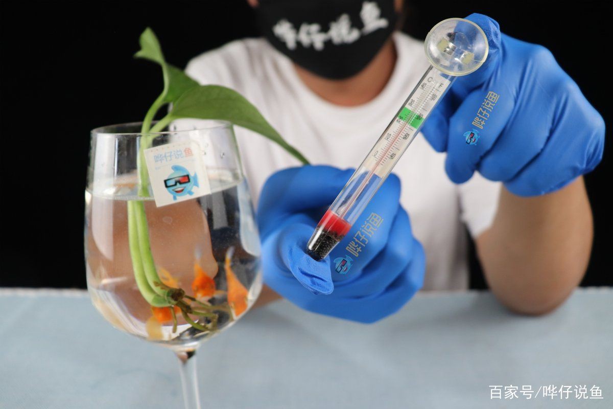 魚蒙眼能自愈嗎【如何判斷魚蒙眼病的病情輕重】